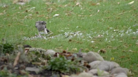 Close up Beautiful hawk eats pieces of meat of its prey. Slow motion HD 스톡 동영상 146131305