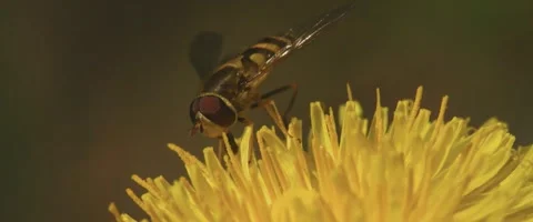 Close up of a beautiful Hoverfly (syrphidae) on a yellow flower Stock Footage 251683486