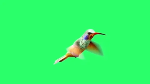 Close-up beautiful hummingbird 4K isolate on green background. Stock Footage 193961021