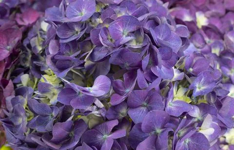 Close up beautiful Hydrangea flower. 写真素材