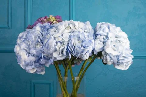 Close up beautiful Hydrangea flower. Stock Photos