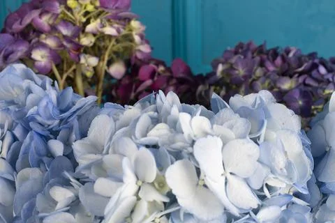 Close up beautiful Hydrangea flower. Stock Photos
