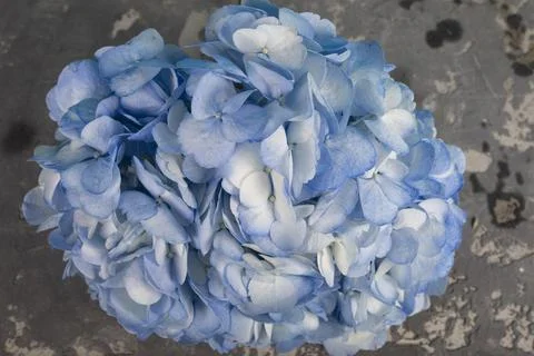 Close up beautiful Hydrangea flower. Stock Photos