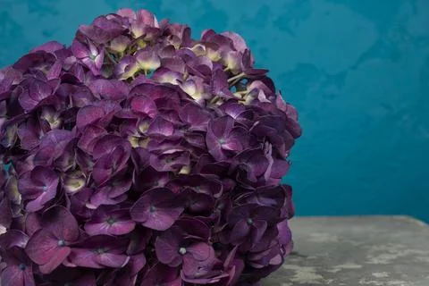 Close up beautiful Hydrangea flower. Stock Photos