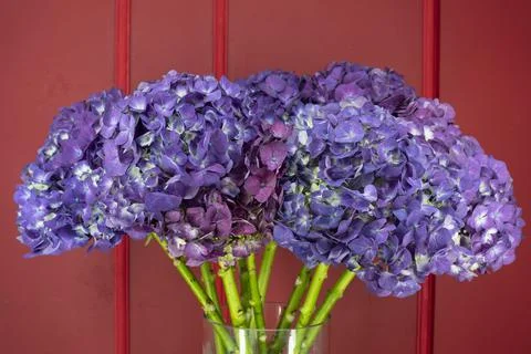 Close up beautiful Hydrangea flower. Stock Photos