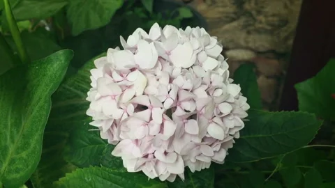Close up of beautiful hydrangea or hortensia flower blooming in spring garden Stock Footage 220527489