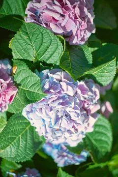Close up beautiful hydrangea Stock Photos