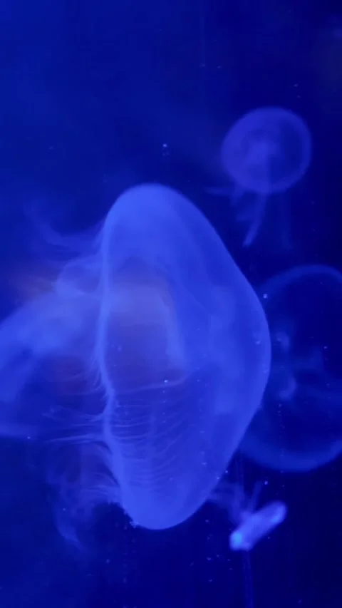Close-up, beautiful jellyfish in blue, in the dark. they move slowly, gracefully Video stock 317536664