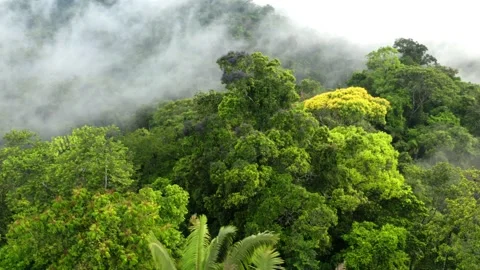 Close up of a beautiful jungle tree and palm trees, Oenocarpus bataua Stock Footage 165847072