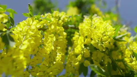 Close-up, beautiful Laburnum yellow shrub in drooping racemes in a spring garden Stock Footage 309014772