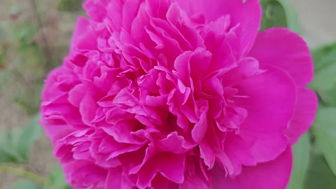 Close-up of a beautiful, large, brightly blooming pink peony flower in a flower Stock Footage 276386577