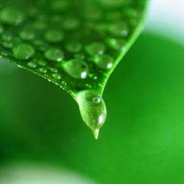 Close-up beautiful leaf with drops Stock Photos