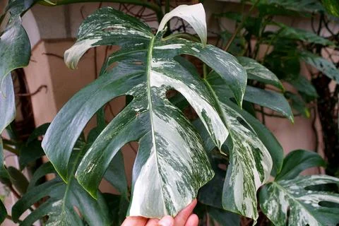 Close up of the beautiful leaf of a variegated Monstera Deliciosa Albo plant Stock Photos