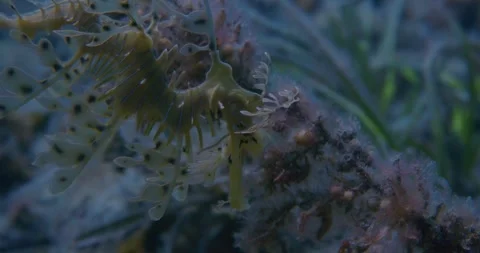Close Up Of Beautiful Leafy Sea Dragon Under The Jetty Video stock 330762750