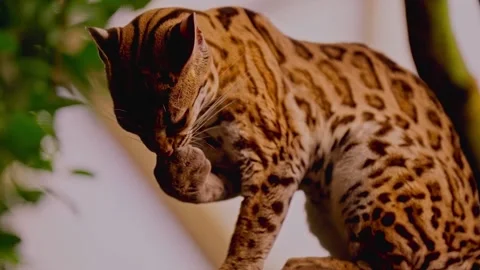 Close up of a beautiful leopard cat grooming and licking its paw Stock Footage 339780913