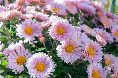 Close up of beautiful light pink chrysanthemum flowers with bright yellow c.. Stock Photos