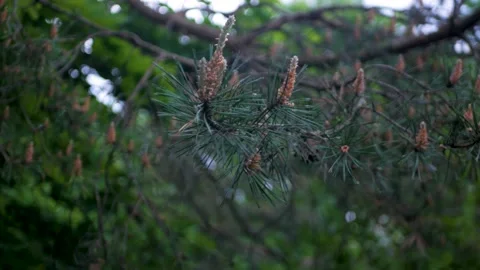 Close up of beautiful little pine buds swinging in the forest outdoors Stockbeeldmateriaal 197336489