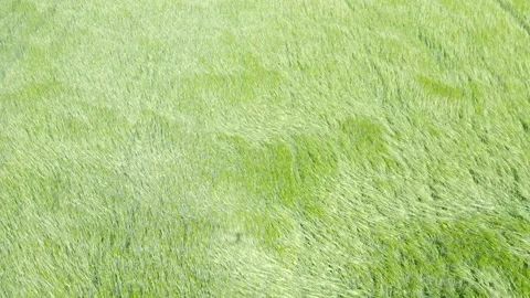 Close up on beautiful live green rye field in the wind like waves high flying Stock Footage 138533205