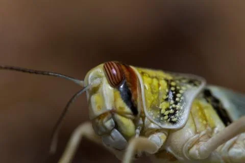 Close-up of a beautiful locust Stock Photos