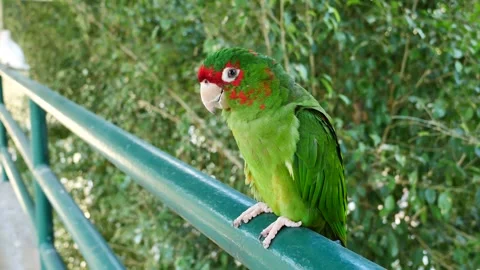 Close up beautiful macore parrot bird standing. blue and yellow macaw. 스톡 동영상 252076664