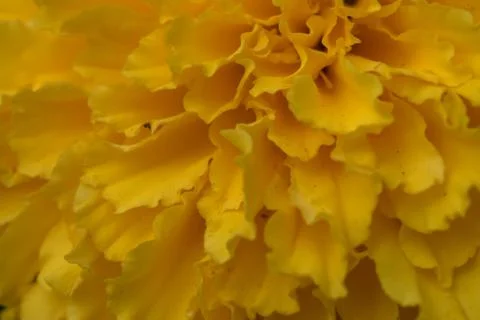 Close up Beautiful of Marigold flowers Stock Photos