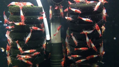 Close up of beautiful mini shrimp in fish tank Stock Footage 71591754