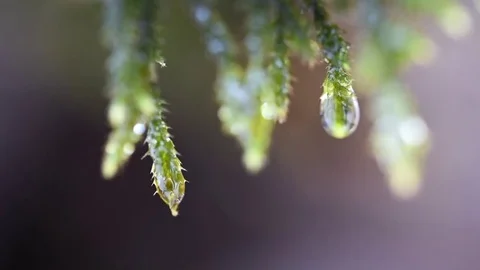 Close-up of beautiful moss Stock Footage 73353804