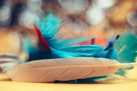 Close up Beautiful multi-colored Bird feather on a bokeh.  Pattern background Foto stock