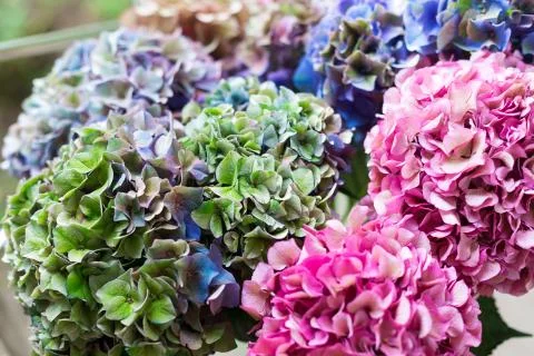 Close up of Beautiful Multi colored hydrangea flowers, natural background. 写真素材