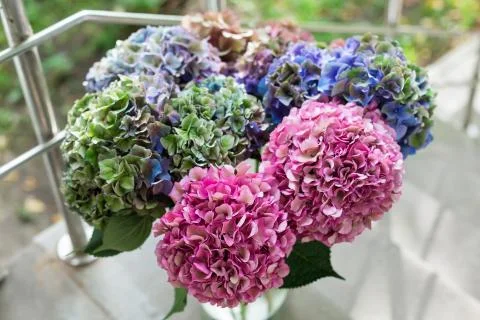 Close up of Beautiful Multi colored hydrangea flowers, natural background. Foto stock