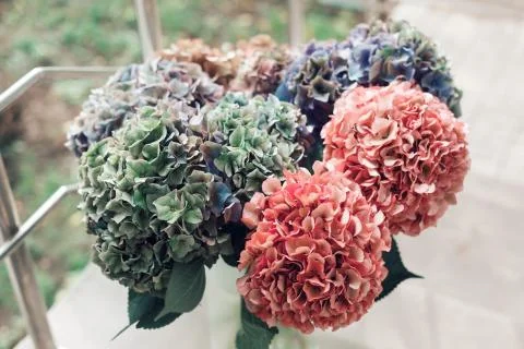 Close up of Beautiful Multi colored hydrangea flowers, natural background. Stock Photos