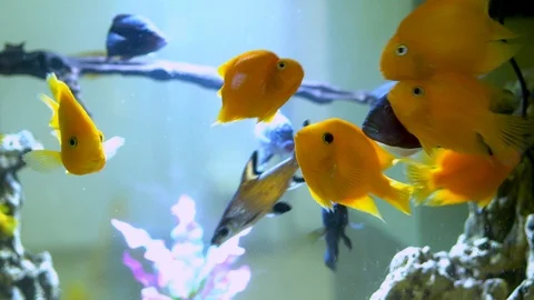 Close-up of beautiful multi-colored orange, black, silver fish swimming under wa Stock Footage 122438899