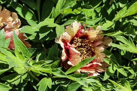 Close-up of a beautiful, multi-colored peony flower blooming amongst lush g.. Stock Photos