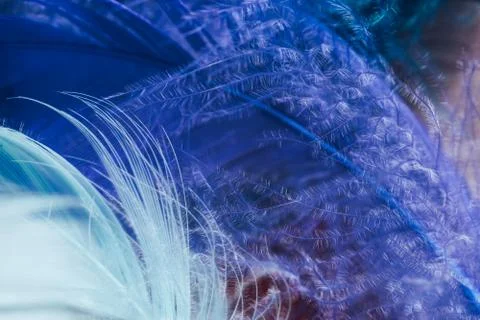 Close up Beautiful multi colored trends bird  feather pattern texture backgro Photos