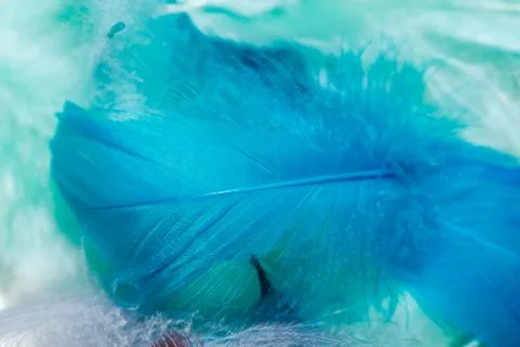 Close up Beautiful multi colored trends bird  feather pattern texture backgro Stock Photos