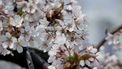 Close-up - a beautiful natural scene, the wind sways the branches of trees. Stock Footage 128796322