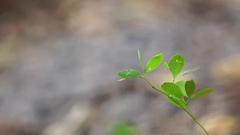 Close-up of the beautiful nature of small trees Stock Footage 106080616