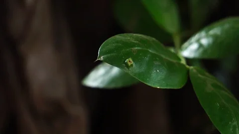 Close-up of the beautiful nature of small trees 스톡 동영상 106080845
