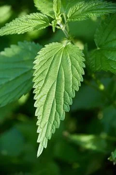 Close-up of beautiful nettle leaf against backdrop of setting sun. Nettle sta Stock Photos
