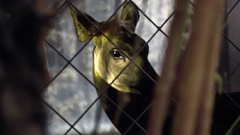 Close-up of beautiful okapi (or forest giraffe) looking at Chester Zoo, Stock Footage 220317491