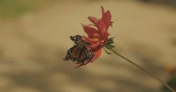Close Up of Beautiful Orange Butterfly on Red Flower Видео 86133573