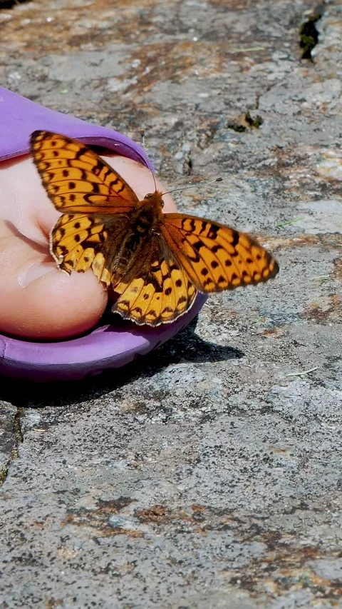 Close-up, a beautiful orange mountain butterfly whirls and flies over a child's Stock Footage 320346028