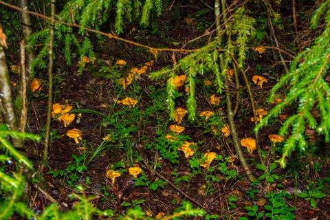 Close-up of a beautiful orange mushroom toadstool on an old tree stump in the Stock Photos