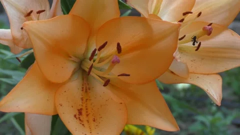 Close up of beautiful orange pixie lily Stock Footage 139878455