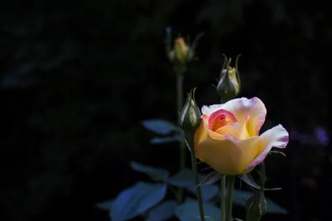 Close up beautiful orange rose flower blooming with dark background, shallow  Stock Photos