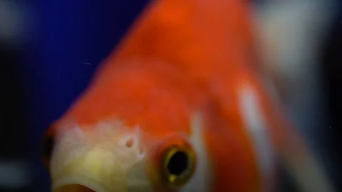 Close Up of Beautiful Orange Ryukin Fish Swimming in Slow Motion Stock Footage 76165553