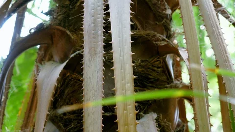 Close-up of beautiful palm tree growing in Botanical Garden in Madrid. Spain. 4K 库存影片 129490274