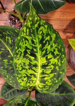 Close up of the beautiful pattern on Dieffenbachia Reflector leaf Stock Photos