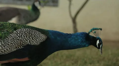 Close-up  beautiful peacock on nature Stock-Footage 67009084