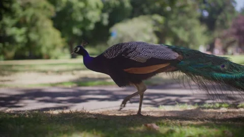 Close up of beautiful peacock walking through city park, vancouver island 库存影片 220309829